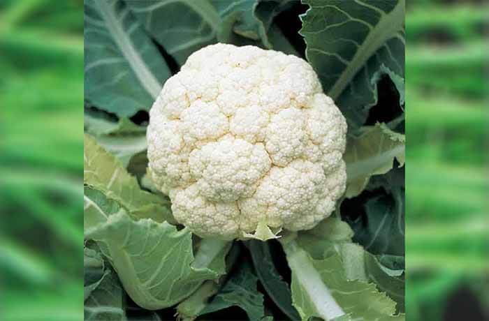 CAULIFLOWER SAMAG EARLY KUNWARI